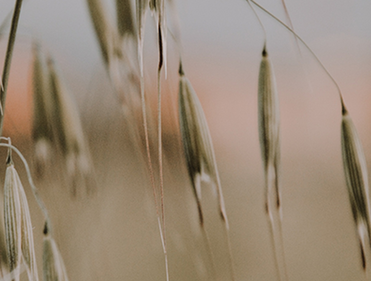 Gemeiner Hafer - Avena sativa