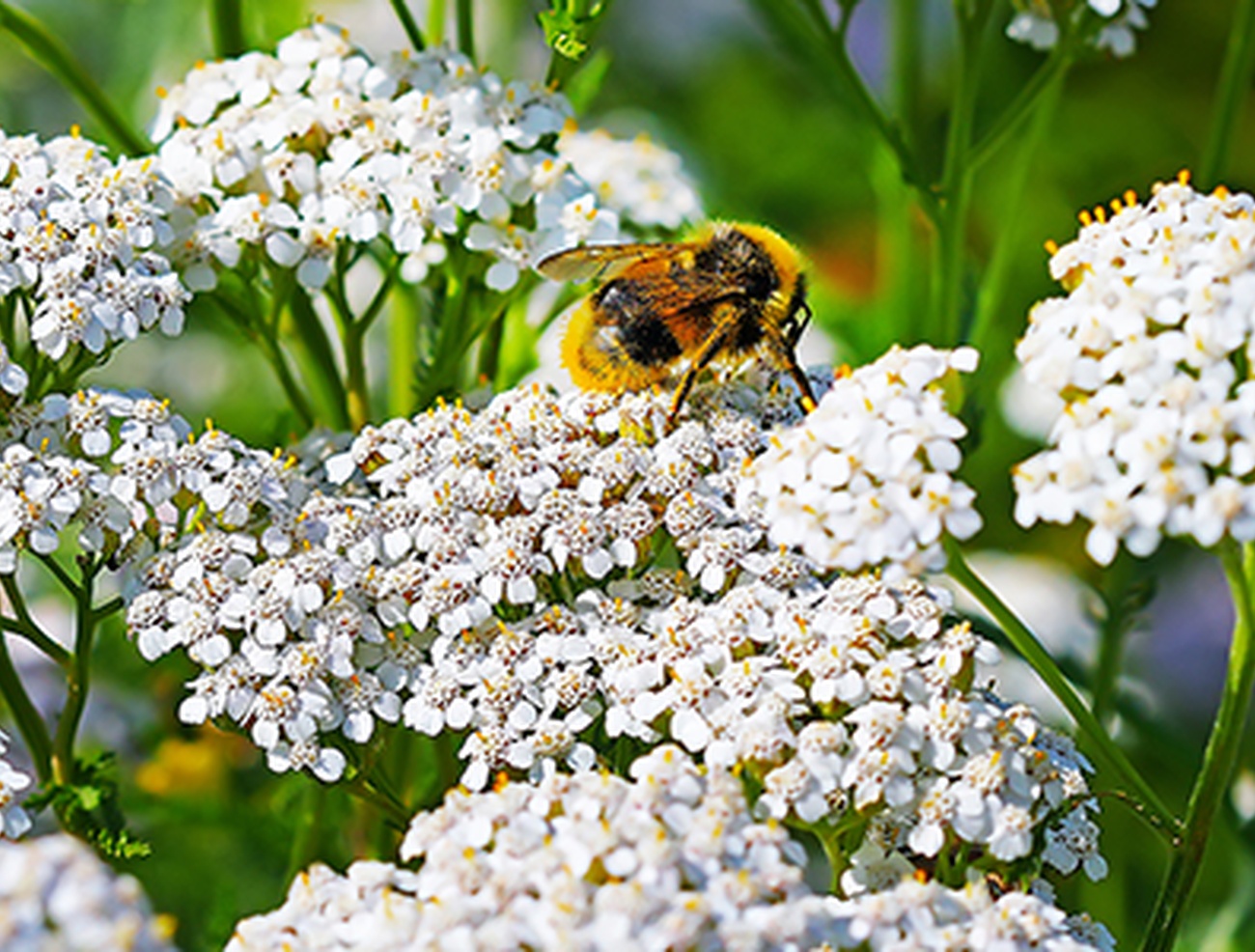 Schafgarbenkraut - Achillea millefolium