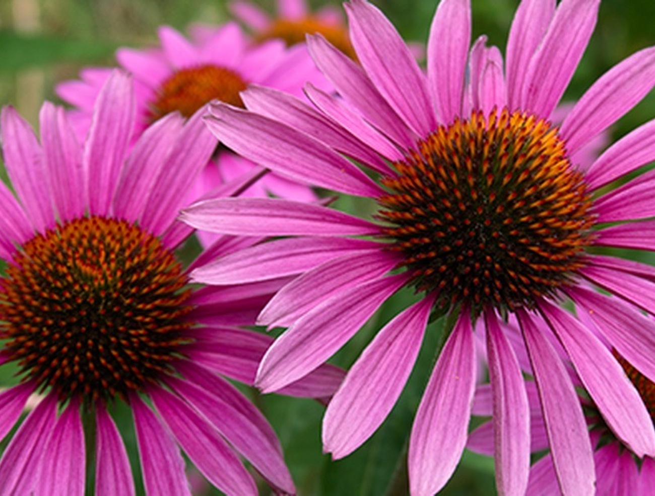 Spagyrik – Einzigartig, genau wie Sie